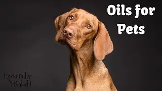 Oils for Pets
