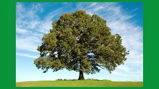 Native Trees of Ohio: A 2023 Review