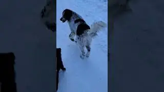 Small dog acting tough #dog #snow #big dog #small dog #walking #beat it