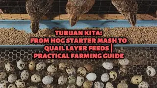 Turuan Kita: From Hog Starter Mash to Quail Layer Feeds | Practical Farming Guide