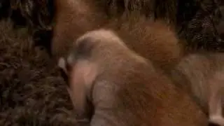Badger cubs