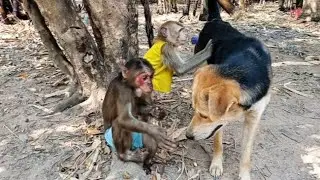 Can Monkeys Really Use Cups Like This? #monkeyvideo #monkeylove #monkeydluffy