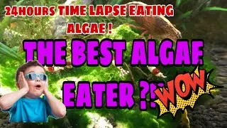 24hours Time Lapse of shrimp eating algae! THE BEST ALGAE EATER IN MY TANK!!!