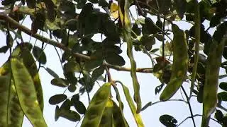 Shirish fruit/Albizia lebbeck .