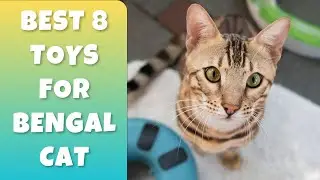 Best 8 Toys Your Bengal Cat Will Love!