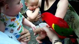 Zero's Avian Experience