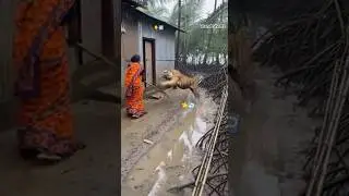 On Camera 🐅 Unexpected Tiger Chaos Near Village House! 😨 Real Fear Moment #shorts
