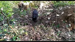 Violente attaque d'une panth&egrave;re noire !