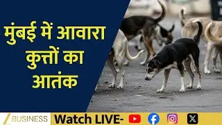 Mumbai Stray Dog Menace Grows: Security Guard Injured in Incident