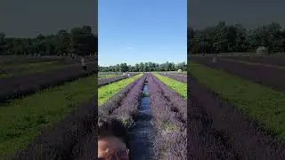 #Lavender Farm #Ontario Canada