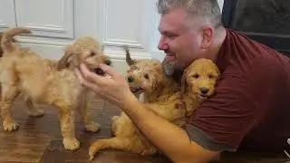 F1B Mini goldendoodles 🐶 Litter C