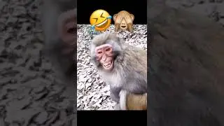 Crooked nuts really know how to play#Human Confused Behavior Awards#Dedicated to all kinds of unhapp