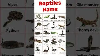Reptiles Name in English #reptileworld #reptilesname