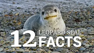 12 Leopard Seal Facts