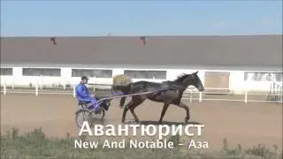 Рысистая лошадь -- рысак Авантюрист&ensp;(New And Notable -- Аза)