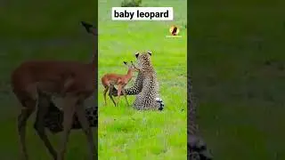 baby leopard #ytshorts #shortvideo #shorts #leopard #deer