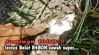 GAK NYANGKA‼️ TERNYATA MASIH MELIMPAH BELUT BABON SAWAH
