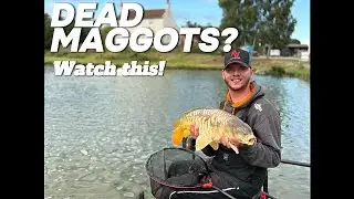 Short Pole, Big Carp: Maggot Fishing Secrets Revealed!