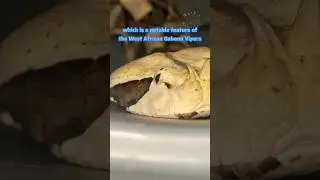 Рог габонской гадюки!