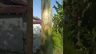 bunglon malu malu # short #satwalucu