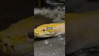 5 Fun Facts About Boa Constrictors! #funfacts #facts #shortvideo #snake #shorts #animals #short