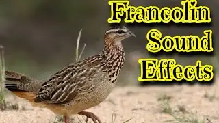 Francolin Sound Effects