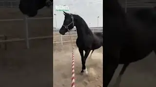 ЛЮБИМАЯ ЛОШАДЬ ПРОРОКА МУХАММАДА ﷺ #шорты