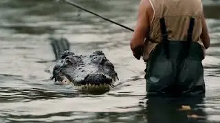 The fisherman doesn't notice the crocodile swimming towards him.