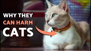 PLEASE Don't Put a BELL on Your CAT 🙀🔕 It's very BAD!