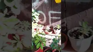 innovative gardening ideas
