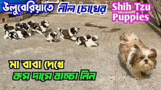 Blue Eyes Shih Tzu Puppies Sale Low Price. Dog Market in Kolkata. Kolkata Dog Market.