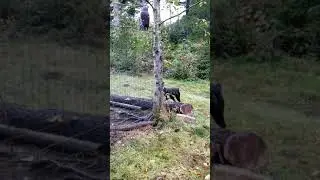 Kill the fake owl