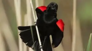 RED WING BLACK BIRD - BEAUTIFUL VOICE