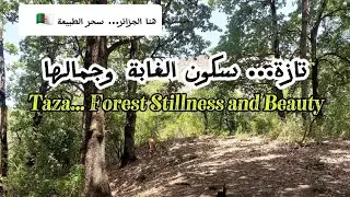 تازة… سكون الغابة وجمالها/Taza… Forest Stillness and Beauty