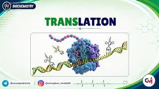 9. Translation 🧬⚡ | Protein Synthesis, Ribosomes & Genetic Code | High-Yield USMLE Step 1