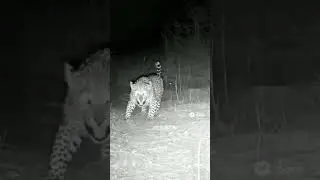 Leopard vs Porcupine: Painful Lesson in the Wild