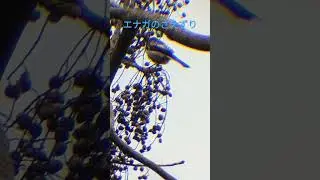 エナガのさえずり