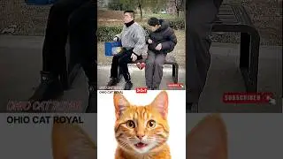 #cat #funny #trending