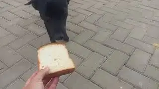 Dogs happy when they eat bread 🍞😋