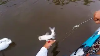 Most Painful Catfish Sting Ever (GRAPHIC)