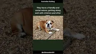 Australian Bulldog Facts #shorts #youtubeshorts