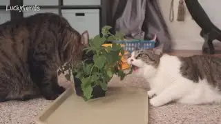 Cats Vs Catnip Plant - Funny Cat Video