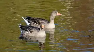 Cute Duck Collection 🦆 | Relaxing Duck Sounds & Funny Moments #duck #animals #kidsvideo