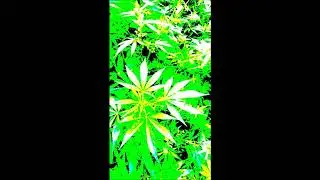 420 Meditation