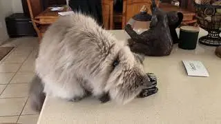 Anki vector meets kitty