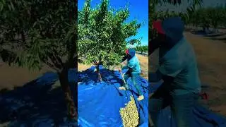 Teknik Panen Almond dengan Cara Tradisional: Efisien, Sederhana, dan Bersih