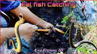 Eel Fish | Under Muddy Ground Eel Catching Video | Eel Fishing In Secret Hole | Esy Fishing ID