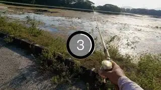 Heavy Cover snakehead Toman Miss 3 Times
