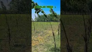 Poplar trees 2.5 months 🌲☘️#poplar#farming #agriculture #poplar #poplarfarming