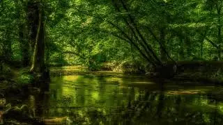 Пение ПТИЦ и звук ВОДЫ - 10 часов расслабляющих звуков реки и щебетания птиц